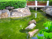 Japanese Garden Koi Fish Pond