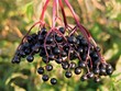elder berries-danewort