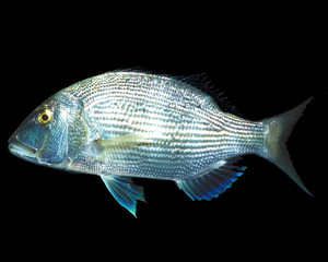 Wall Mural - seabream