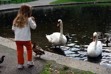 Little Girl Feeding Big Swans