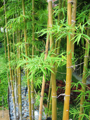 Naklejka na meble bamboo garden 2