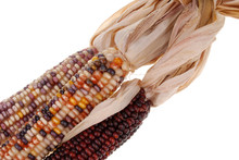 Detail Of Colored Corn With Husk