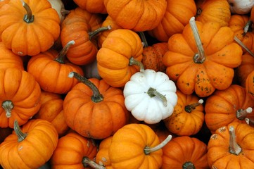 single white pumpkin