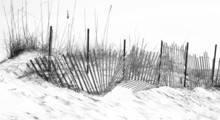 Grayton Beach Dune