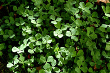 Clover Patch