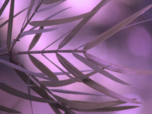 Purple Leaf Abstract