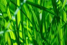 Detail Of Green Grass