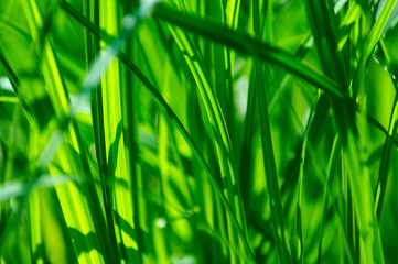 detail of green grass