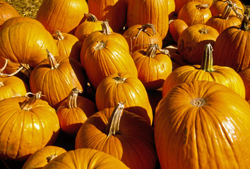 pumpkin patch