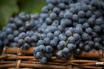 harvest of blue grape