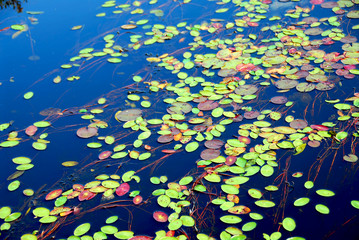 Wall Mural - lily pads