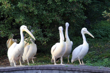 Wall Mural - pelicans
