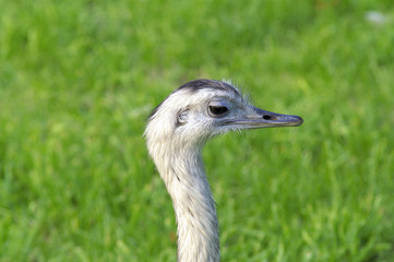 Wall Mural - ostrich
