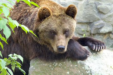 Wall Mural - brown bear