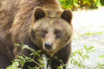 Wall Mural - brown bear