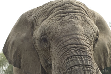 Wall Mural - elephant
