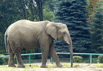 Wall Mural - elephant