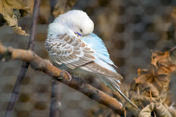 Wall Mural - budgie