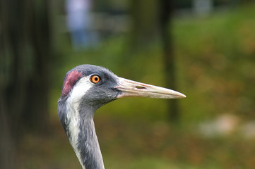 Wall Mural - crane in zoo