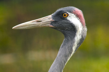 Wall Mural - crane