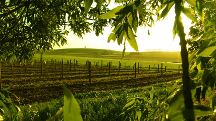 Wall Mural - framed vineyard