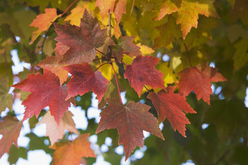 Wall Mural - fall maple leaf group