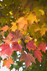 Wall Mural - fall maple tree branch