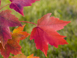Wall Mural - red maple leaf in fall