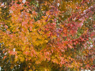 Wall Mural - maple in fall colors