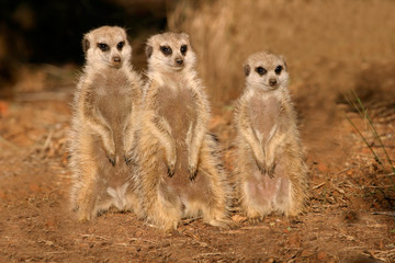 Poster - suricates