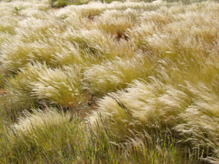 waving grasses