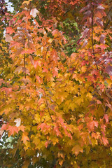 Wall Mural - golden fall leaves