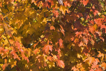 Wall Mural - leaf cluster in fall colors