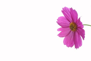 Wall Mural - cosmos