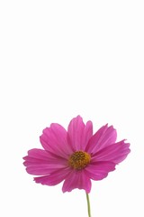 Wall Mural - cosmos