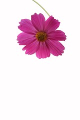 Wall Mural - cosmos