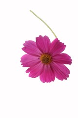 Wall Mural - cosmos