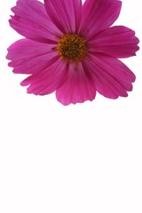 Wall Mural - cosmos