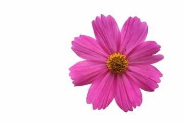 Wall Mural - cosmos