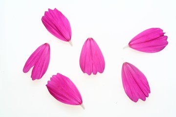 cosmos