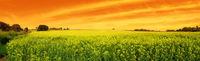 Wall Mural - canola sunset panoramic