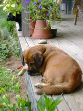 Lazy Days -- Dog Sleeps On Porch