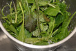 colander of salad greens