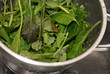  salad greens