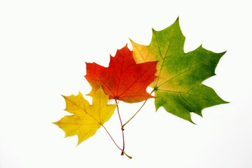 autumn maple trio