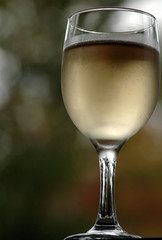 glass of white wine