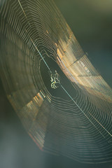 spider and web