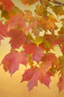 canvas print picture autumn leaves