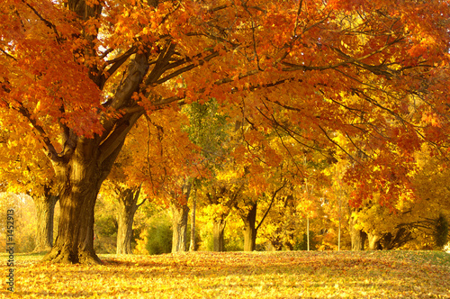 Naklejka dekoracyjna autumn scene