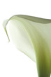 Leinwanddruck Bild - calla lily 22
